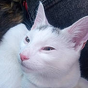 Sylvester joined the competition — help win amazing prizes! animal, cat, close_up, clothing, companion, cute, denim, domestic_animal, fur, indoor, lap, mammal, pet, pink_nose, relaxed, resting, sleepy, texture, whiskers, white_cat