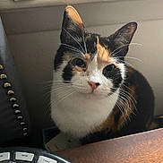 Jre joined the competition — help win amazing prizes! alarm_clock, animal, box, calico_cat, cat, close_up, curious, domestic, ears, face, feline, fur, indoor, looking_up, pet, resting, soft_light, whiskers, window_sill, wooden_table