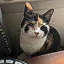 alarm_clock, animal, box, calico_cat, cat, close_up, curious, domestic, ears, face, feline, fur, indoor, looking_up, pet, resting, soft_light, whiskers, window_sill, wooden_table