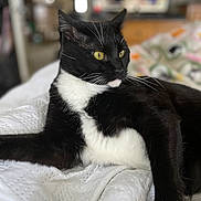 Marlowe Gordon joined the competition — help win amazing prizes! cat, black_and_white, yellow_eyes, feline, pet, indoor, quilt, bed, relaxed, whiskers, fur, animal, mammal, portrait, close_up, resting, domestic_cat, cute, soft, cozy