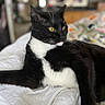 cat, black_and_white, yellow_eyes, feline, pet, indoor, quilt, bed, relaxed, whiskers, fur, animal, mammal, portrait, close_up, resting, domestic_cat, cute, soft, cozy