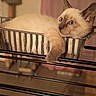 animal, basket, blue_eyes, cat, closeup, curious, cute, domestic, ears, feline, indoor, kitten, metal, paw, pet, relaxed, resting, siamese, whiskers, young