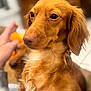 dog, golden_brown, close_up, pet, animal, fur, indoor, hand, toy, background, soft_focus, eyes, calm, domestic, cute, companion, mammal, portrait, friendly, cozy