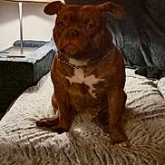 Texas participe au concours pour gagner de l'argent avec cette photo : animal, blanket, brown_dog, calm, canine, chain_collar, couch, cozy, dog, domestic_animal, furniture, home, indoor, lamp, living_room, looking, medium_size, pet, resting, seated