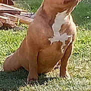 Texas a rejoint le concours — aidez-le/la à gagner de superbes lots ! dog, brown_dog, white_chest_patch, sitting, grass, sunlight, outdoor, pet, animal, muscular, sunny, relaxed, nature, muzzle, ears, closed_eyes, daytime, canine, backyard, peaceful