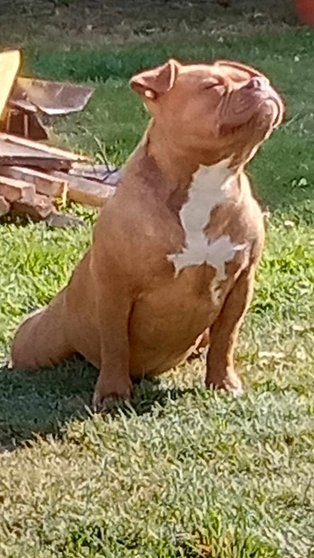 Texas a rejoint le concours — aidez-le/la à gagner de superbes lots ! dog, brown_dog, white_chest_patch, sitting, grass, sunlight, outdoor, pet, animal, muscular, sunny, relaxed, nature, muzzle, ears, closed_eyes, daytime, canine, backyard, peaceful