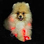 adorable, animal, black_background, christmas_lights, cute, dog, festive, fluffy, fur, glowing, happy, heart_shaped_lights, pet, pomeranian, portrait, puppy, red_lights, small_dog, smiling, studio_photo