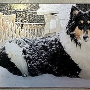 Lucy joined the competition — help win amazing prizes! dog, snow, outdoor, fence, winter, animal, pet, fluffy, collie, black_and_white, nature, cold, fur, lying_down, quiet, backyard, daytime, snowflakes, resting, peaceful