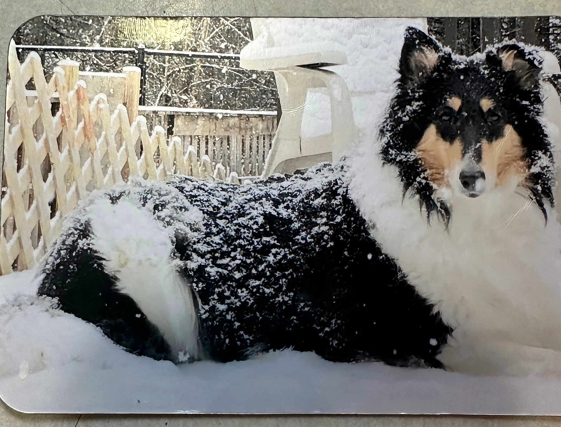 Lucy joined the competition — help win amazing prizes! dog, snow, outdoor, fence, winter, animal, pet, fluffy, collie, black_and_white, nature, cold, fur, lying_down, quiet, backyard, daytime, snowflakes, resting, peaceful