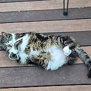 Gribouille a rejoint le concours — aidez-le/la à gagner de superbes lots ! cat, tabby, fur, pet, animal, relaxed, lying_down, wooden_deck, outdoor, paws, tail, striped, whiskers, cute, domestic_cat, playful, resting, nature, eye_contact, feline