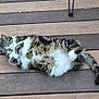 cat, tabby, fur, pet, animal, relaxed, lying_down, wooden_deck, outdoor, paws, tail, striped, whiskers, cute, domestic_cat, playful, resting, nature, eye_contact, feline