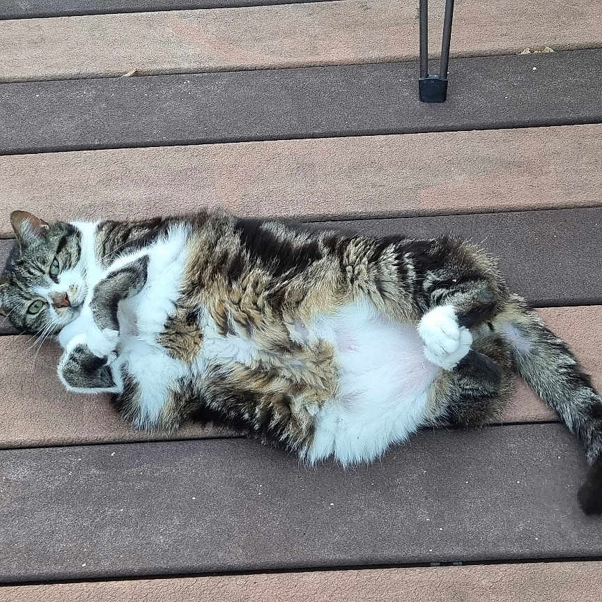 Gribouille a rejoint le concours — aidez-le/la à gagner de superbes lots ! animal, cat, cute, domestic_cat, eye_contact, feline, fur, lying_down, nature, outdoor, paws, pet, playful, relaxed, resting, striped, tabby, tail, whiskers, wooden_deck