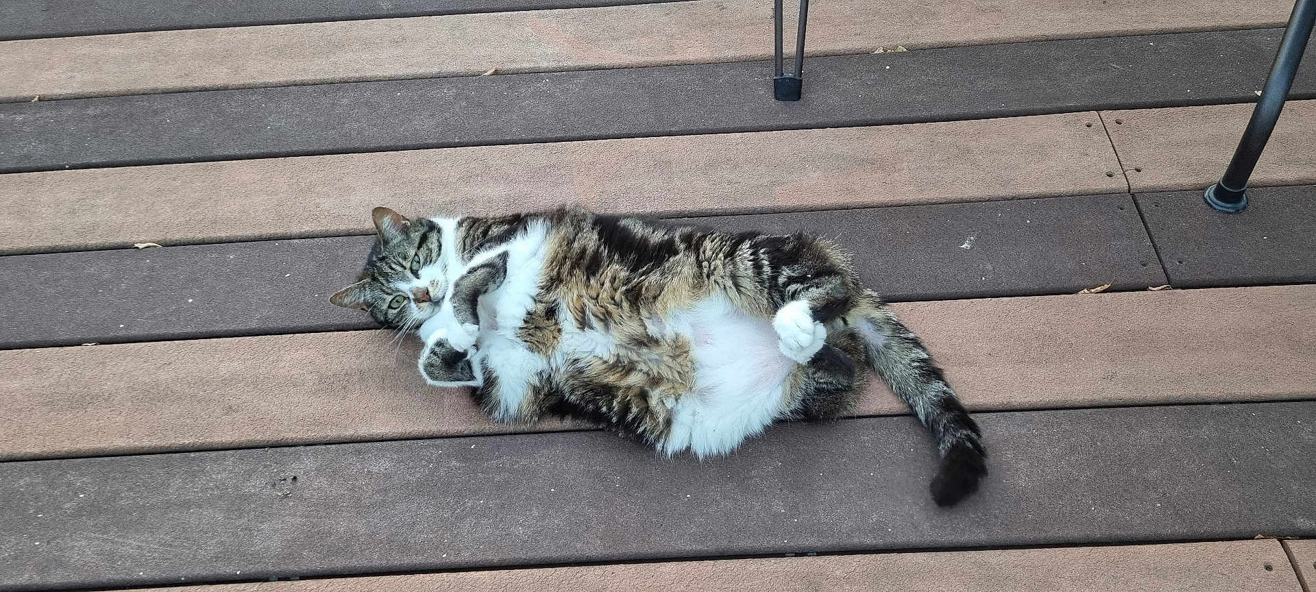 Gribouille a rejoint le concours — aidez-le/la à gagner de superbes lots ! cat, tabby, fur, pet, animal, relaxed, lying_down, wooden_deck, outdoor, paws, tail, striped, whiskers, cute, domestic_cat, playful, resting, nature, eye_contact, feline