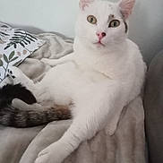 Tobi participe au concours pour gagner de l'argent avec cette photo : animal, blanket, cat, comfort, cozy, cute, ears, eyes, feline, fur, home, indoor, pet, pillow, relaxed, resting, soft, tail, whiskers, white_cat
