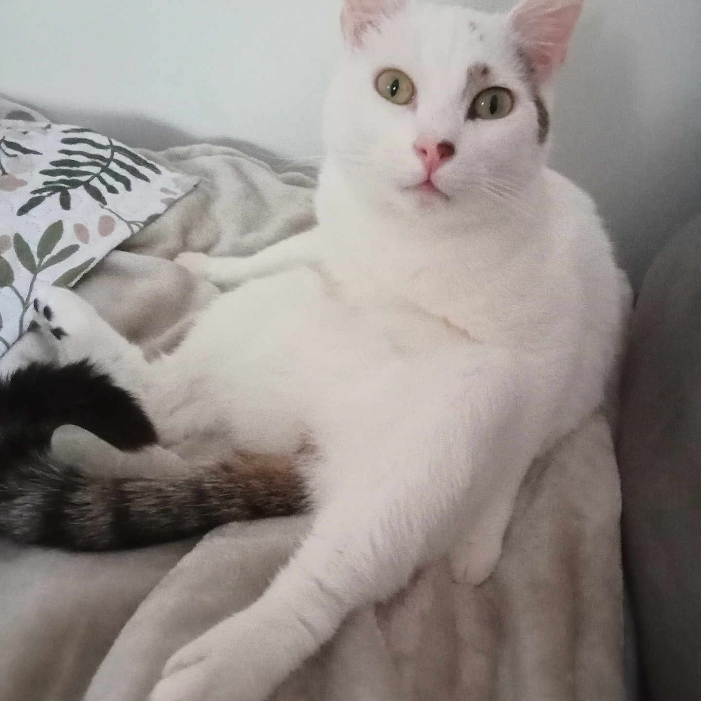 Tobi