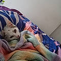 Louloutte D.