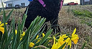 Penelope is registered to the contest to win money with this photo: animal, black_dog, buildings, cloudy_sky, curly_fur, daffodils, dog, field, grass, happy_dog, leash, nature, outdoor, pet, pink_harness, plants, spring, streetlights, tongue_out, yellow_flowers