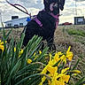 Penelope is registered to the contest to win money with this photo: dog, black_dog, curly_fur, pink_harness, tongue_out, daffodils, yellow_flowers, grass, outdoor, cloudy_sky, field, leash, nature, spring, plants, buildings, streetlights, happy_dog, pet, animal