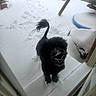 dog, black_dog, snow, snowy_dog, winter, outdoor, pet, animal, tail, doorstep, snow_covered, playful, happy, fur, cold, daylight, backyard, footprints, wooden_structure, frost