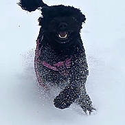 Penelope is registered to the contest to win money with this photo: dog, black_dog, snow, running, happy, outdoor, winter, playful, motion, animal, canine, fur, excited, nature, cold, daylight, leisure, energetic, pet, joy
