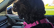 Penelope is registered to the contest to win money with this photo: dog, black_dog, curly_fur, pet, car_interior, car_seat, pink_harness, window, sunlight, side_view, looking_out, domestic_animal, vehicle, daylight, fur_texture, companion, travel, animal, canine, portrait
