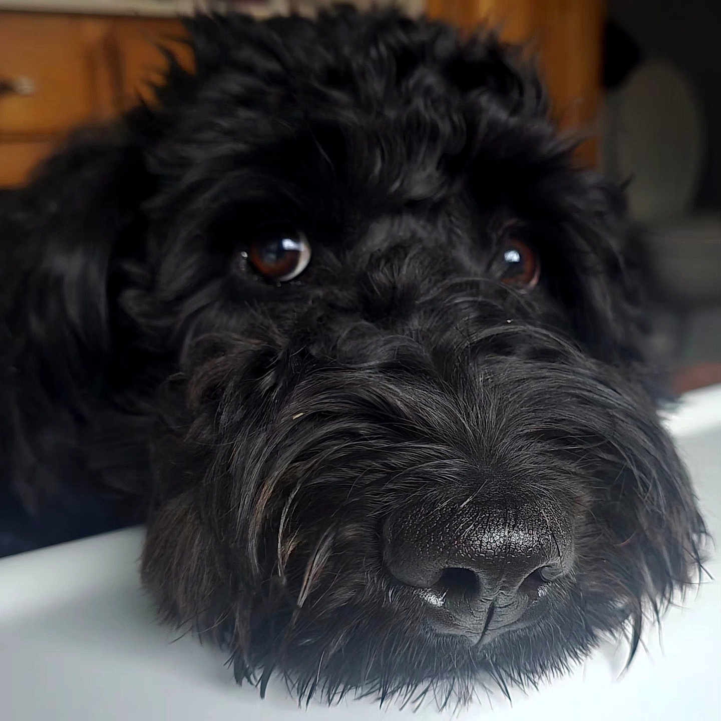 Penelope is registered to the contest to win money with this photo: dog, black_dog, close_up, face, fur, nose, eyes, indoor, wooden_furniture, resting, pet, animal, cute, muzzle, whiskers, portrait, looking_up, cozy, domestic, companion