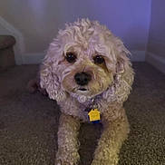 Callie is registered to the contest to win money with this photo: dog, puppy, curly_hair, white_fur, brown_fur, pet, canine, portrait, close_up, sitting, lying_down, carpet, indoors, home, collar, tag, large_eyes, black_nose, fluffy, purple_lighting