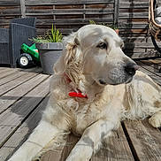 Nooba a rejoint le concours — aidez-le/la à gagner de superbes lots ! backyard, cream_colored, deck, dog, fence, fluffy, furniture, golden_retriever, lying_down, outdoor, patio, pet, planter, plants, portrait, red_collar, relaxed, sunlight, toy_wagon, wooden_floor