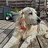 backyard, cream_colored, deck, dog, fence, fluffy, furniture, golden_retriever, lying_down, outdoor, patio, pet, planter, plants, portrait, red_collar, relaxed, sunlight, toy_wagon, wooden_floor