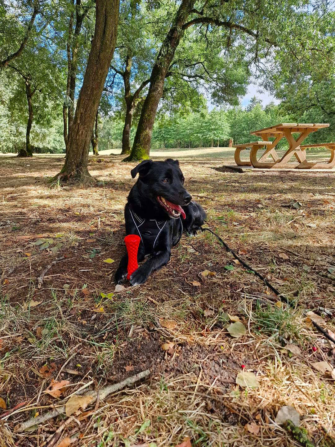 Gonzales a rejoint le concours — aidez-le/la à gagner de superbes lots ! backpack, deciduous, forest, grass, jungle, landscape, natural_landscape, pasture, people_in_nature, phasianidae, plant, plantation, recreation, sky, soil, sporting_group, tree, trunk, wood, woodland