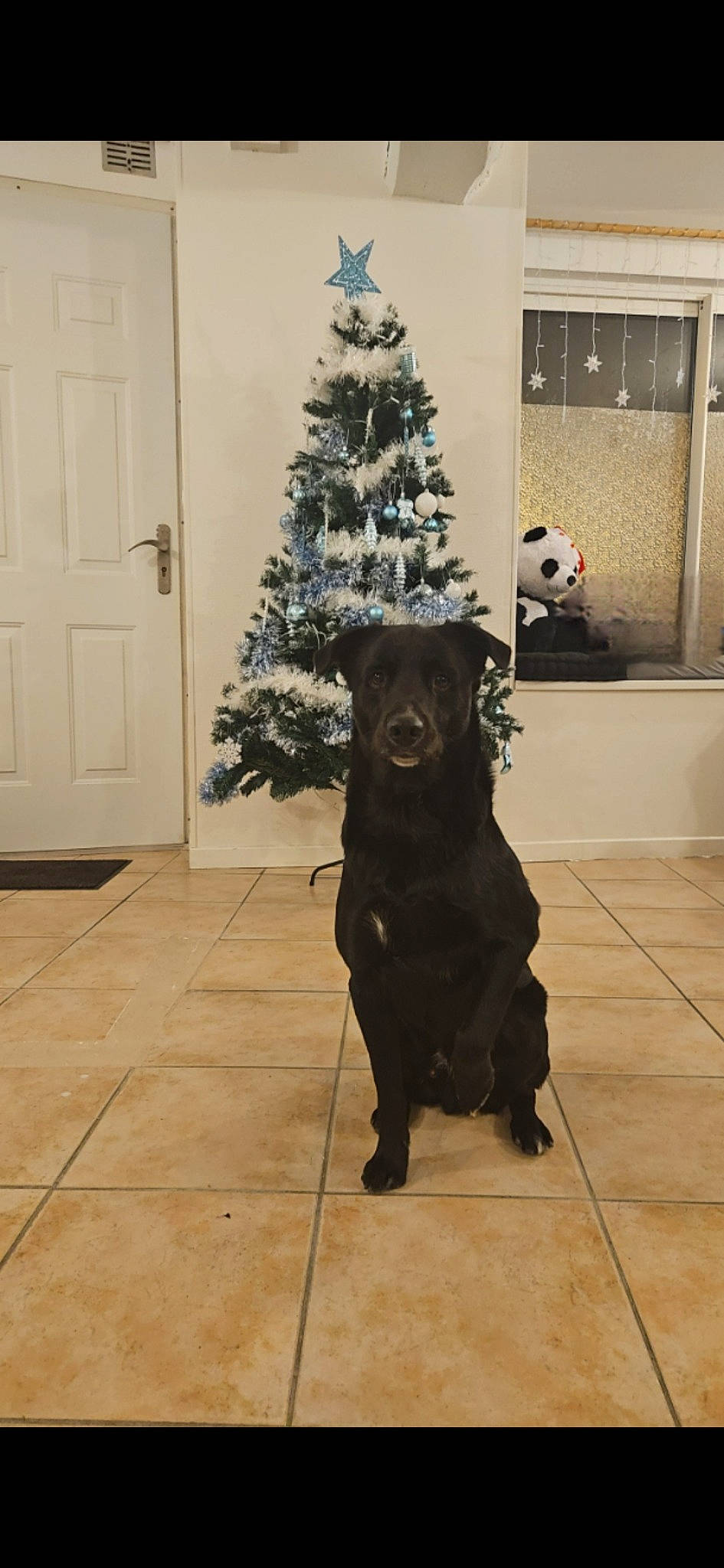 Gonzales participe au concours pour gagner de l'argent avec cette photo : carnivore, christmas_decoration, christmas_ornament, christmas_tree, companion_dog, conifer, dog, dog_breed, door, event, floor, flooring, fur, interior_design, liver, ornament, tail, tree, wood, working_animal