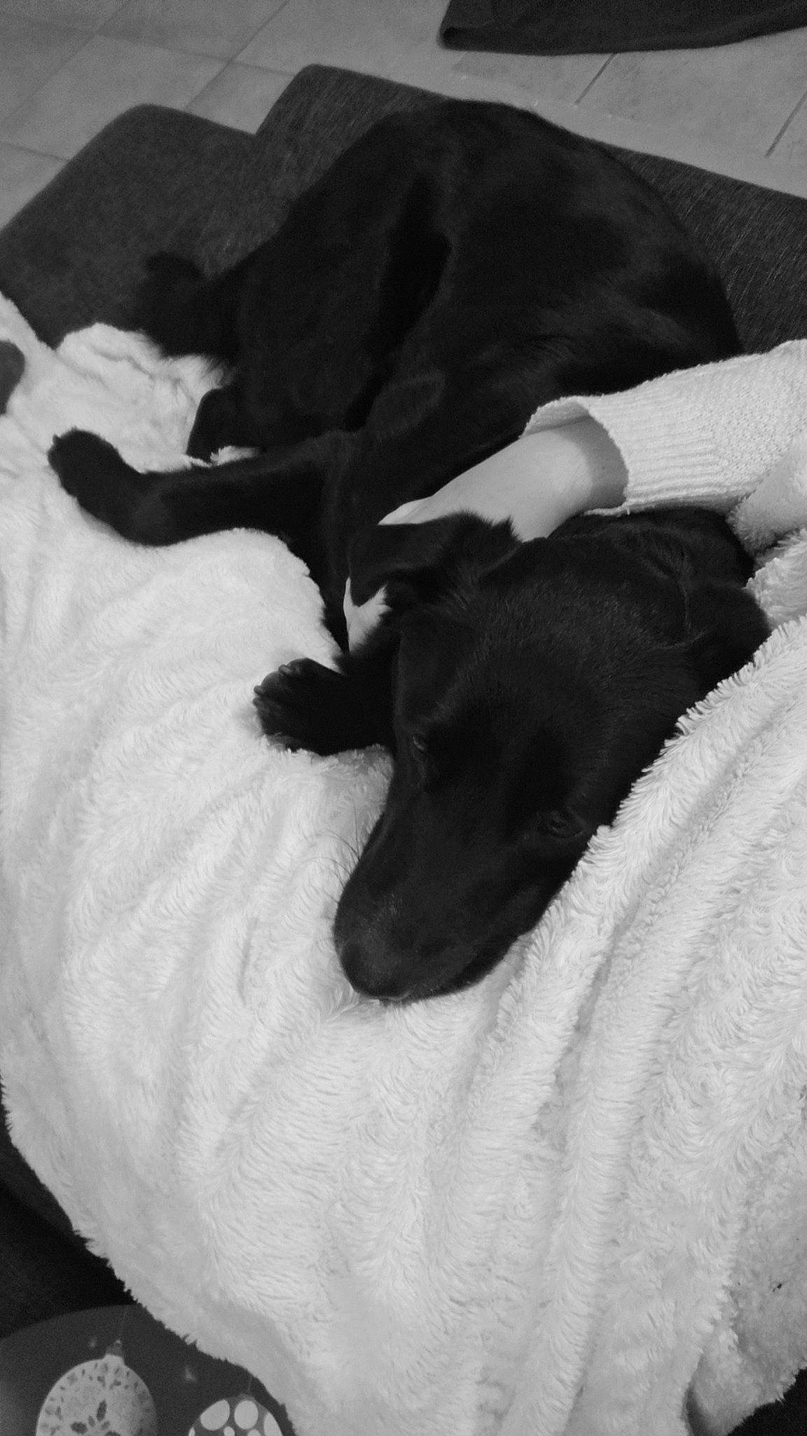 Gonzales participe au concours pour gagner de l'argent avec cette photo : bed, canidae, carnivore, comfort, companion_dog, couch, dog, dog_breed, elbow, fur, gesture, human_leg, linens, monochrome, monochrome_photography, nap, sporting_group, tints_and_shades, working_animal, wrist