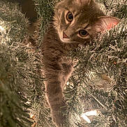 Benji is registered to the contest to win money with this photo: cat, tabby, christmas_tree, holiday_lights, curious, frosted_branches, indoor, pet, animal, cute, wide_eyes, festive, greenery, winter, decorations, playful, close_up, feline, soft_fur, twinkling_lights