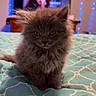 cat, kitten, gray_fur, fluffy, long_hair, animal, pet, sitting, indoors, bedroom, bed, bedspread, patterned_fabric, blue_lights, led_lights, television, portrait, front_view, alert, cute