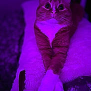 Ramona joined the competition — help win amazing prizes! alert, animal, blanket, cat, close_up, cozy, crossed_paws, cute, ears, feline, ginger_cat, indoor, pet, portrait, purple_light, relaxed, resting, soft_texture, whiskers, white_paws