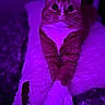alert, animal, blanket, cat, close_up, cozy, crossed_paws, cute, ears, feline, ginger_cat, indoor, pet, portrait, purple_light, relaxed, resting, soft_texture, whiskers, white_paws