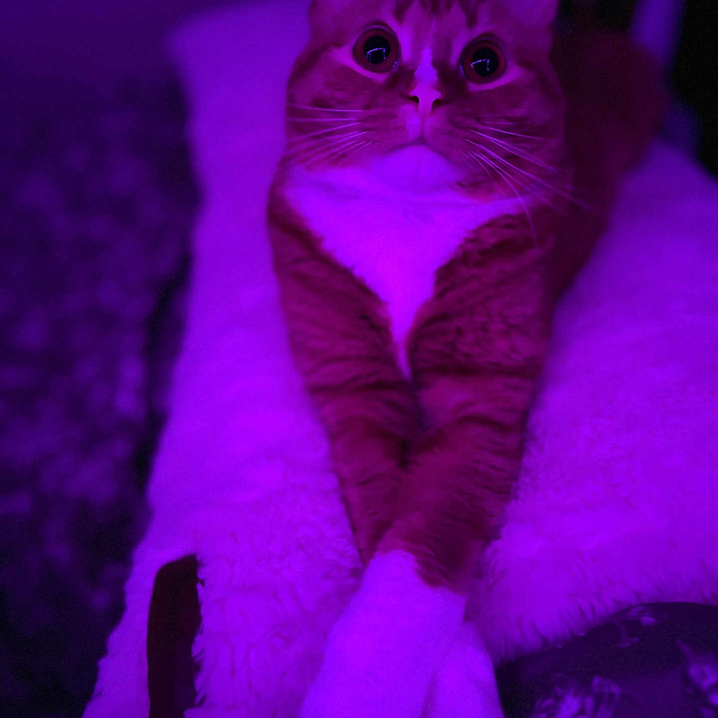 Ramona