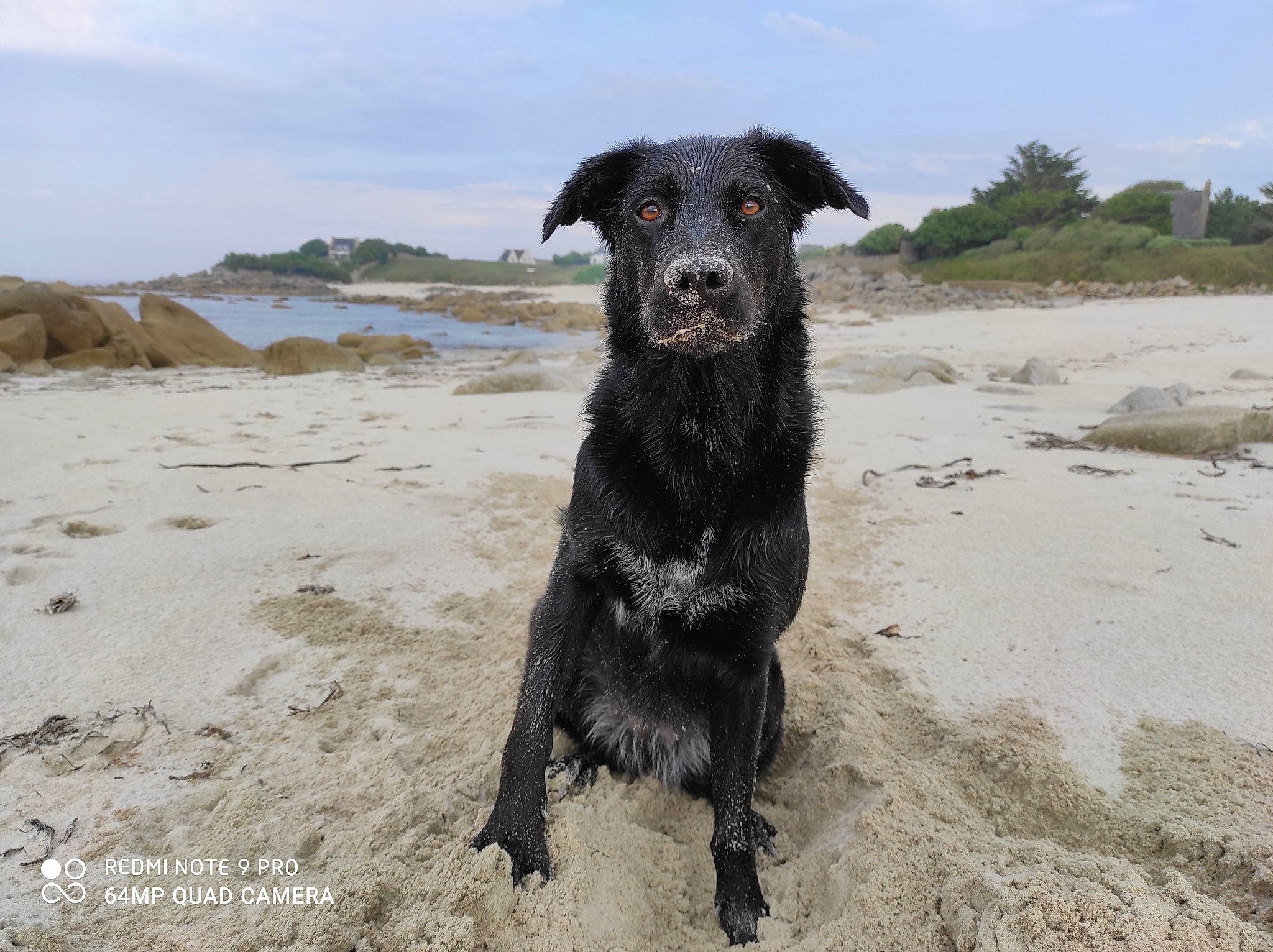 Pandora a rejoint le concours — aidez-le/la à gagner de superbes lots ! beach, borador, canidae, carnivore, cloud, coast, dog, dog_breed, dog_collar, hunting_dog, landscape, ocean, sand, sky, snout, terrestrial_animal, tree, water, working_animal, working_dog