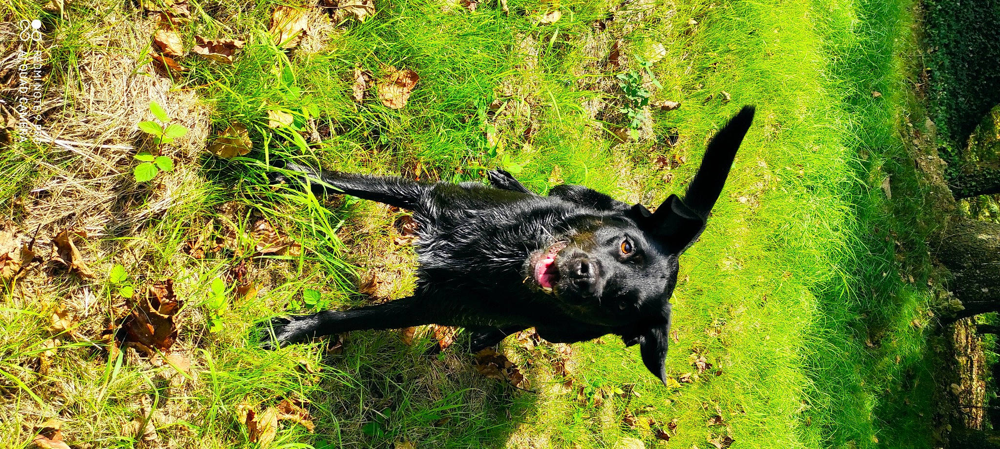 Pandora a rejoint le concours — aidez-le/la à gagner de superbes lots ! adventure, carnivore, companion_dog, dog, dog_breed, grass, groundcover, guard_dog, gun_dog, hunting_dog, plant, pointing_breed, retriever, snout, soil, sporting_group, tail, terrestrial_animal, working_animal, working_dog