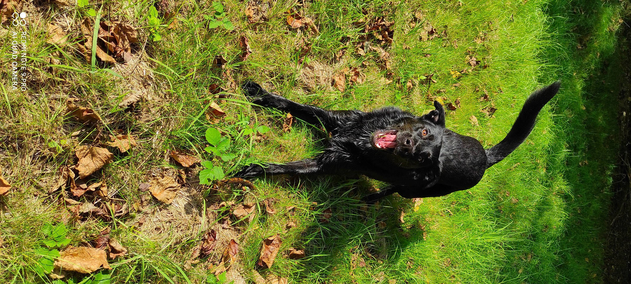 Pandora participe au concours pour gagner de l'argent avec cette photo : beak, canidae, carnivore, dog, dog_breed, grass, grassland, groundcover, guard_dog, hunting_dog, plant, soil, tail, terrestrial_animal, terrier, water_dog, working_animal
