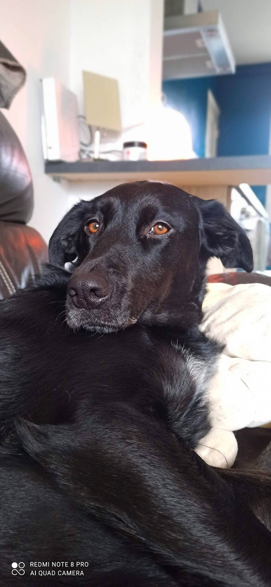 Pandora participe au concours pour gagner de l'argent avec cette photo : borador, canidae, carnivore, companion_dog, dog, dog_breed, dog_collar, fur, gun_dog, hunting_dog, puppy, retriever, snout, sporting_group, whiskers, working_animal