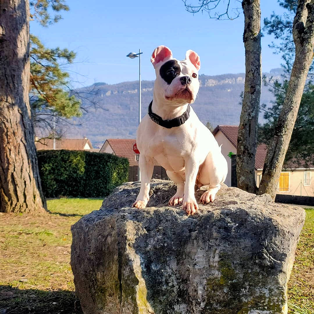 Nikita American Bully a rejoint le concours — aidez-le/la à gagner de superbes lots ! american_bulldog, american_staffordshire_terrier, bulldog, canidae, carnivore, companion_dog, dog, dog_breed, fawn, french_bulldog, mammal, non_sporting_group, olde_english_bulldogge, sky, tree, vertebrate