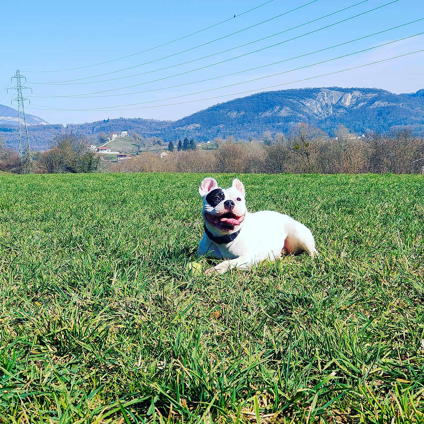 Nikita American Bully