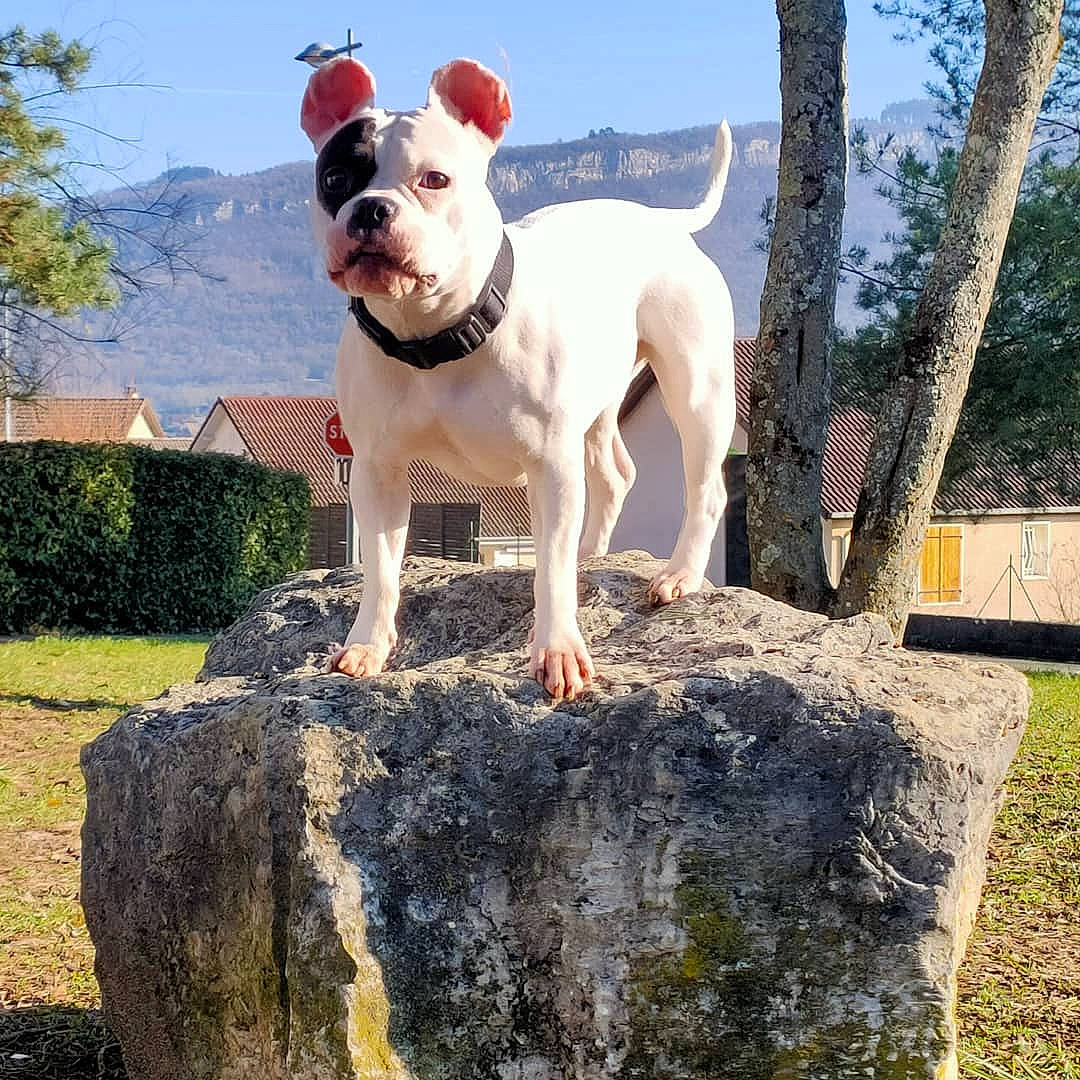Nikita American Bully participe au concours pour gagner de l'argent avec cette photo : american_bulldog, american_staffordshire_terrier, bull_and_terrier, canidae, carnivore, companion_dog, cordoba_fighting_dog, dog, dog_breed, dogo_argentino, dorset_olde_tyme_bulldogge, fawn, mammal, non_sporting_group, olde_english_bulldogge, rare_breed_dog, sky, sporting_group, tree, vertebrate