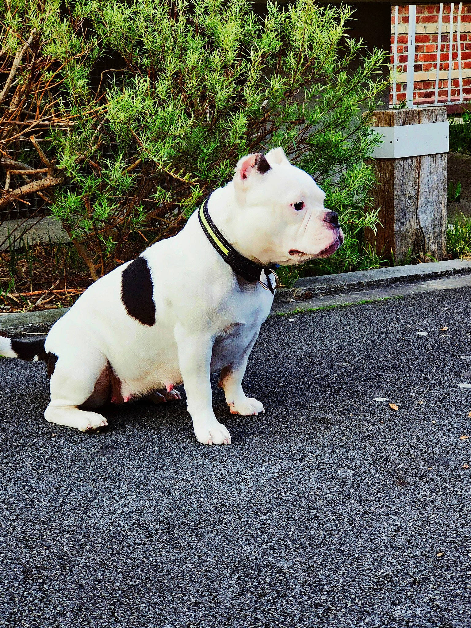 Bulma American Bully Abkc