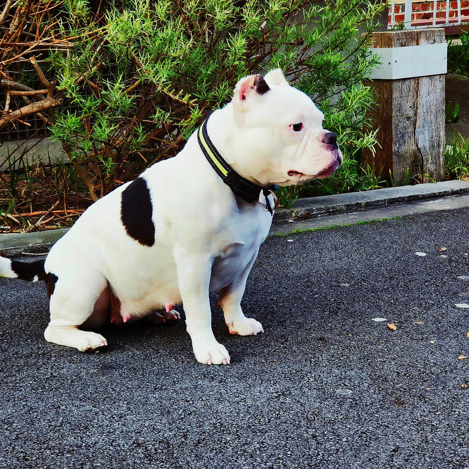 Bulma American Bully Abkc