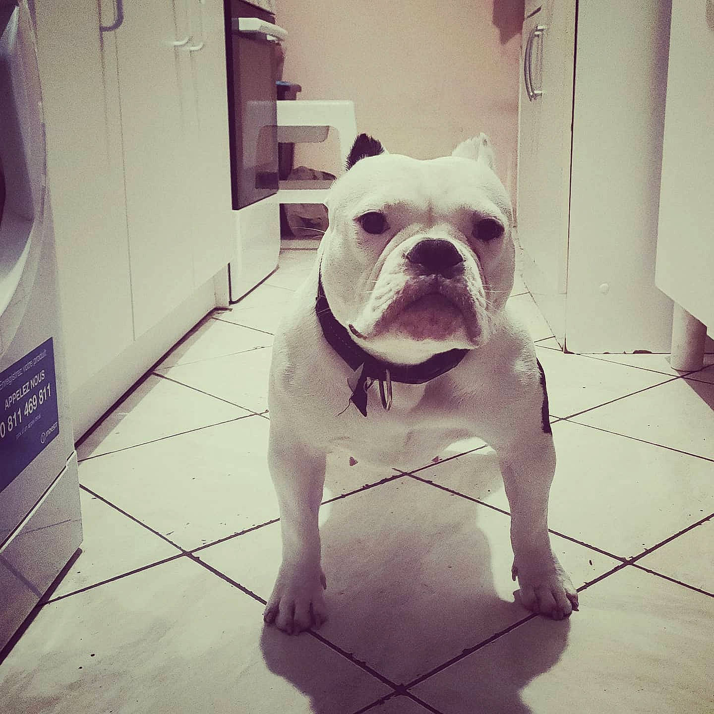 Bulma American Bully Abkc participe au concours pour gagner de l'argent avec cette photo : american_bulldog, australian_bulldog, bulldog, canidae, carnivore, companion_dog, dog, dog_breed, dorset_olde_tyme_bulldogge, fawn, floor, mammal, non_sporting_group, old_english_bulldog, olde_english_bulldogge, puppy_love, snout, toy_bulldog, valley_bulldog, white_english_bulldog