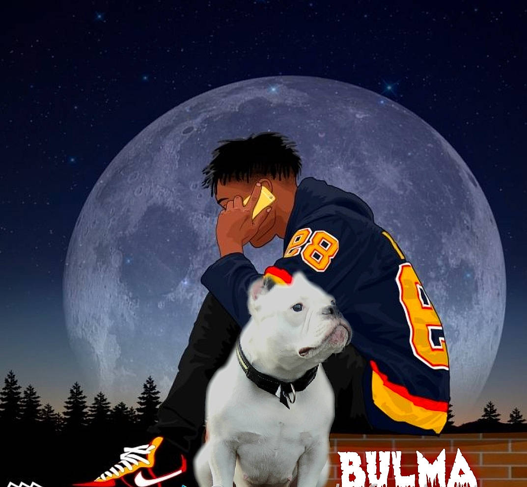 Bulma American Bully Abkc participe au concours pour gagner de l'argent avec cette photo : canidae, carnivore, dog, guard_dog, non_sporting_group, space