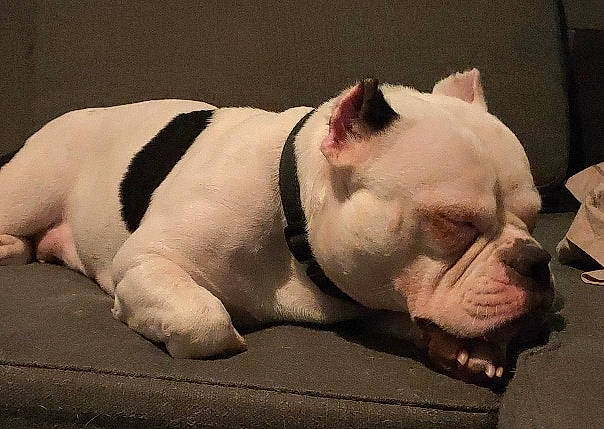 Bulma American Bully Abkc participe au concours pour gagner de l'argent avec cette photo : american_bulldog, australian_bulldog, british_bulldogs, bulldog, canidae, carnivore, companion_dog, dog, dog_breed, french_bulldog, mammal, non_sporting_group, old_english_bulldog, olde_english_bulldogge, puppy, skin, snout, toy_bulldog, vertebrate, white_english_bulldog