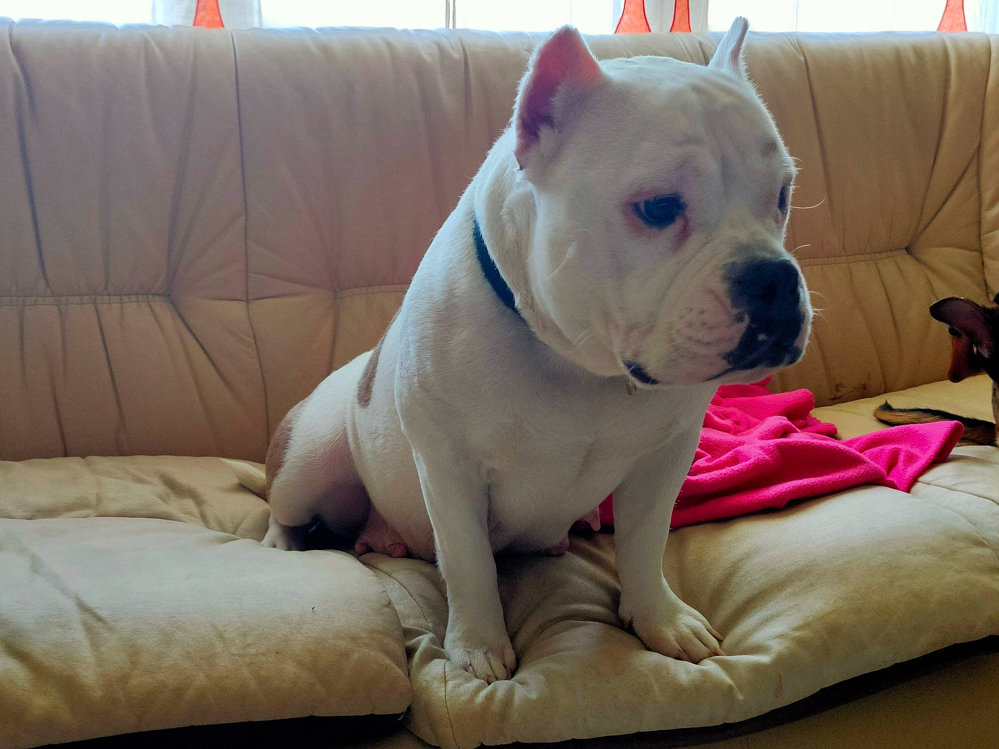 Maya American Bully Abkc participe au concours pour gagner de l'argent avec cette photo : american_bulldog, australian_bulldog, bulldog, canidae, carnivore, companion_dog, dog, dog_breed, dogo_argentino, fawn, french_bulldog, mammal, molosser, non_sporting_group, puppy, skin, snout, toy_bulldog, vertebrate, white_english_bulldog